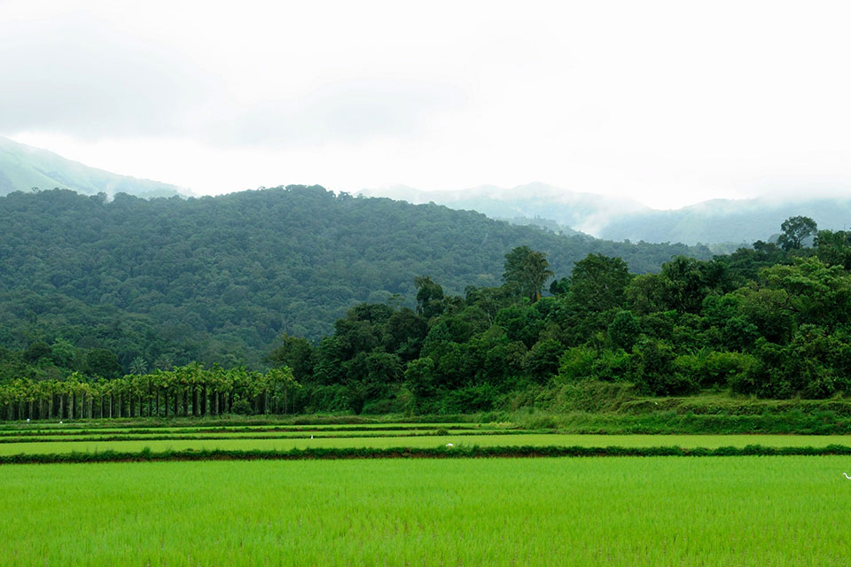 Coorg scenic paddy fields