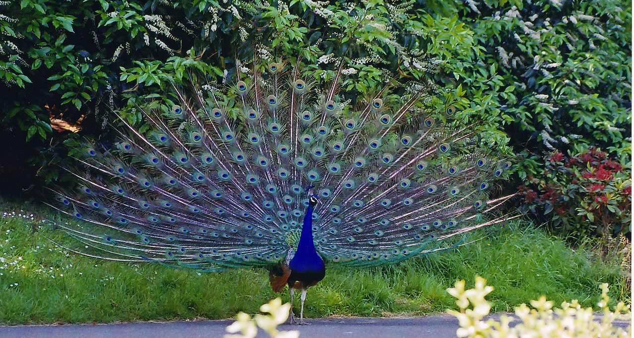 Mandagadde Bird Sanctuary