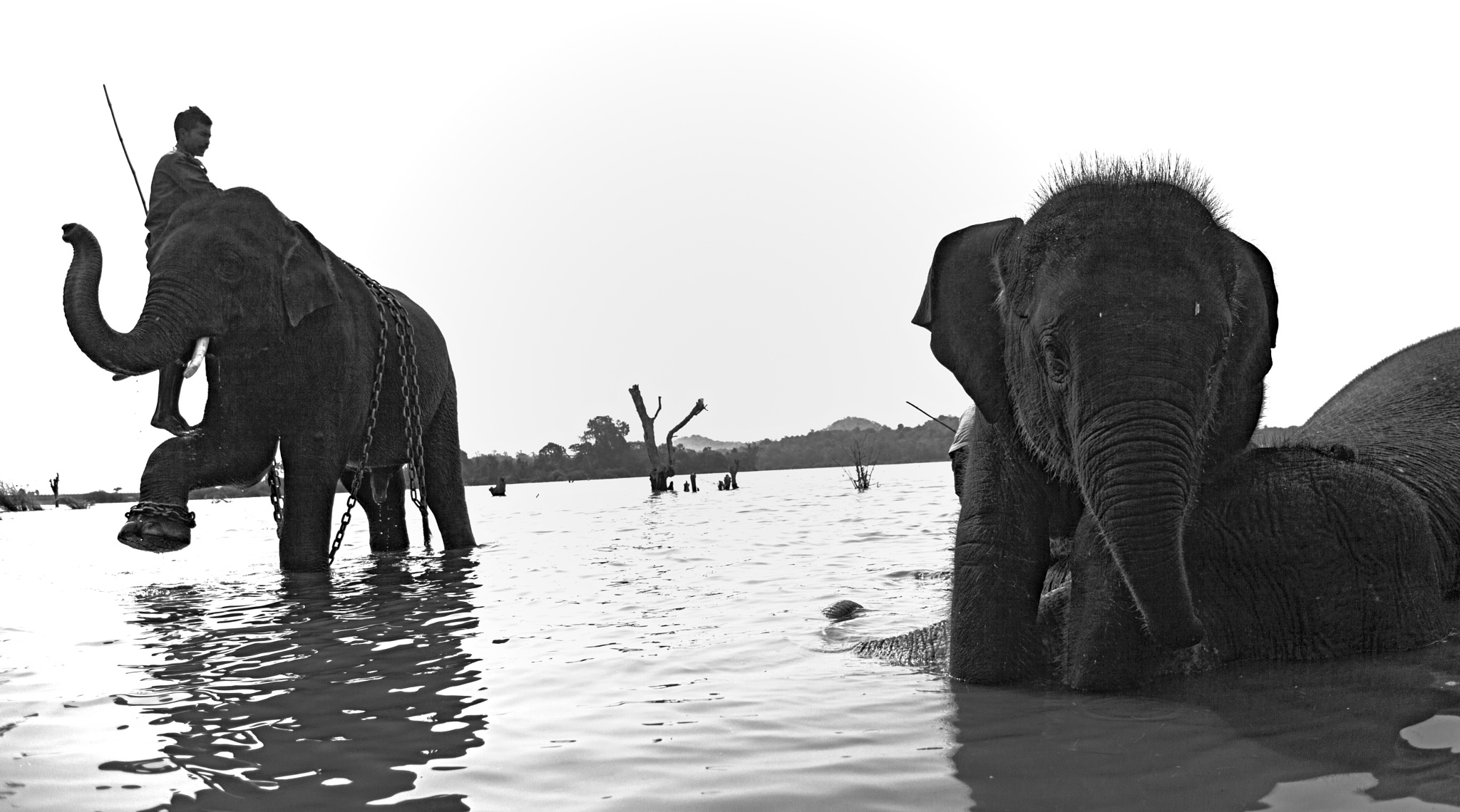 Sakrebailu Elephant Camp