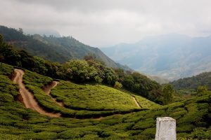 Munnar - Tea Plantation