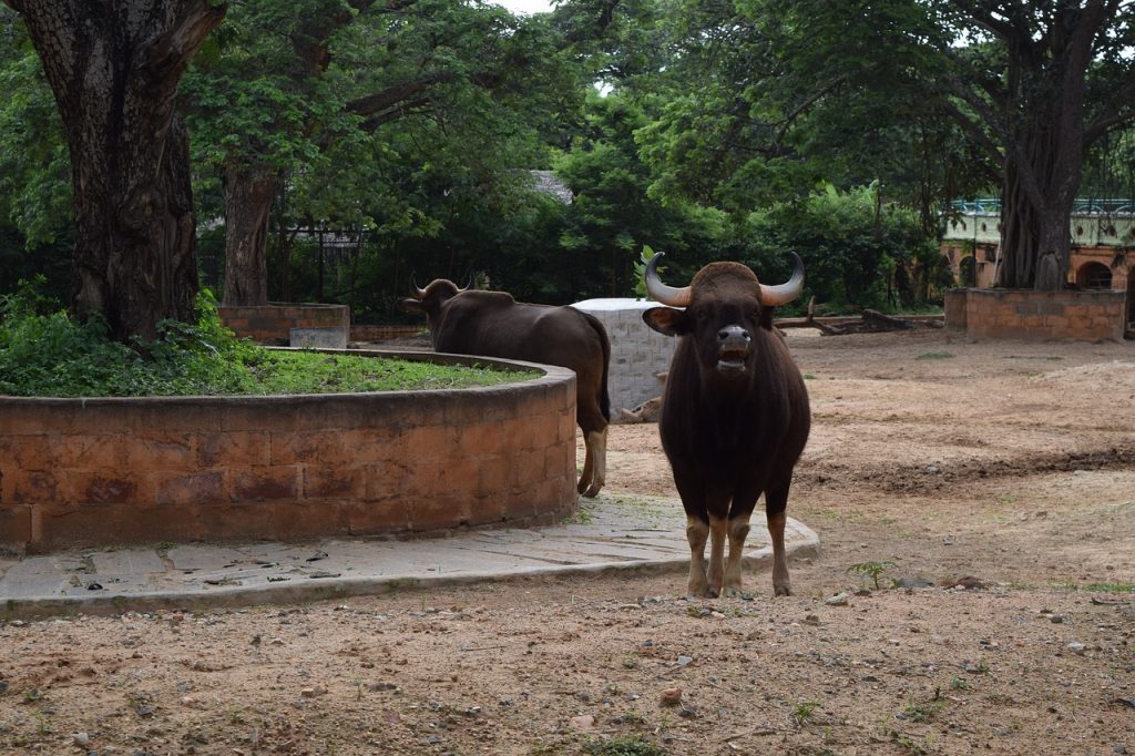 Mysore Zoo