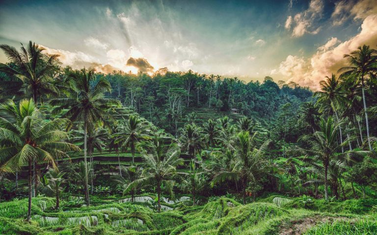 Bali Tegallalang Rice Terrace at Sunrise 768x480