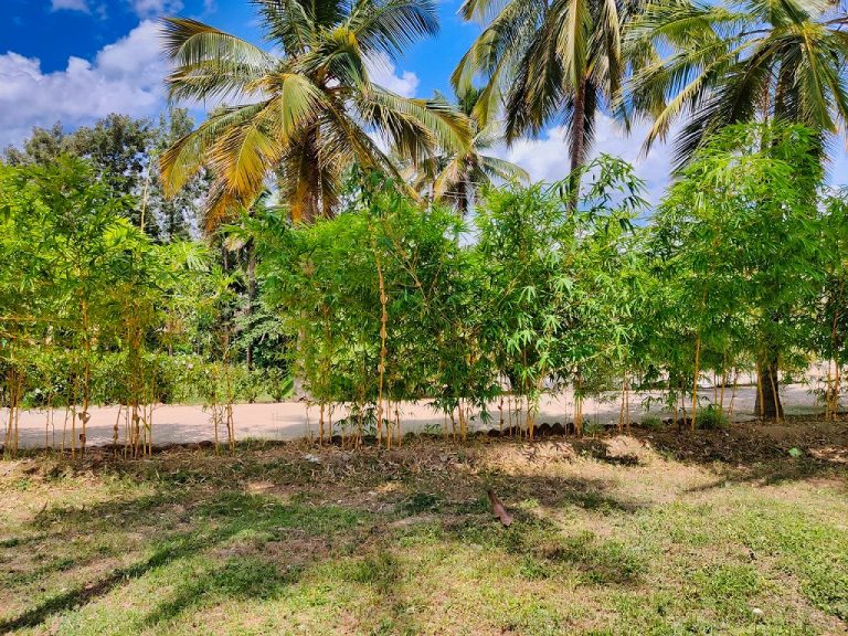 The Gari Resorts 25 768x576