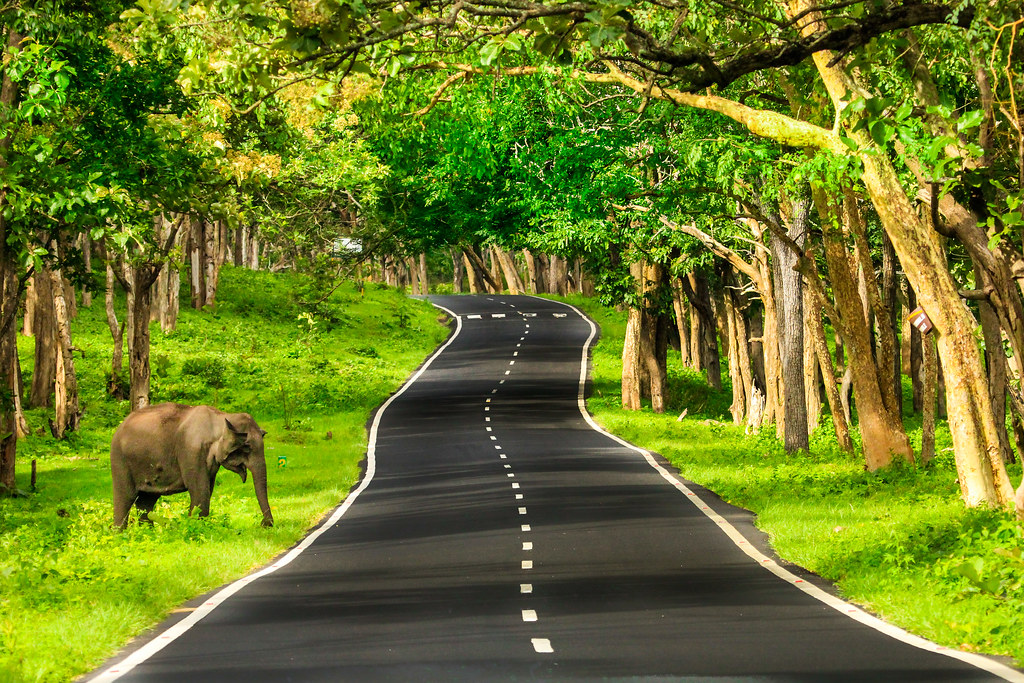 Bandipur Forest Road. Elephant crossing