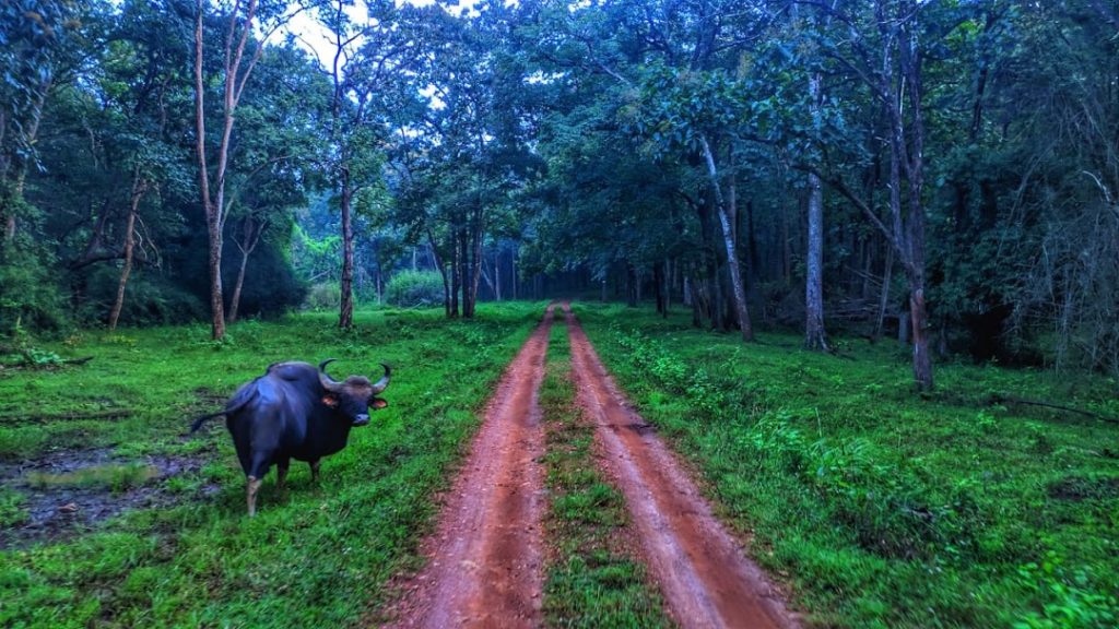 Bhadra Wildlife Sanctuary, Chikmagalur