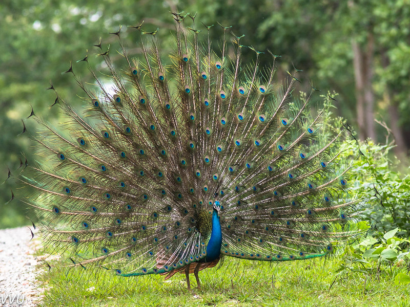 Nagarhole National Park