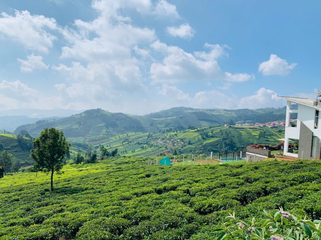 Tea Plantations, Ooty