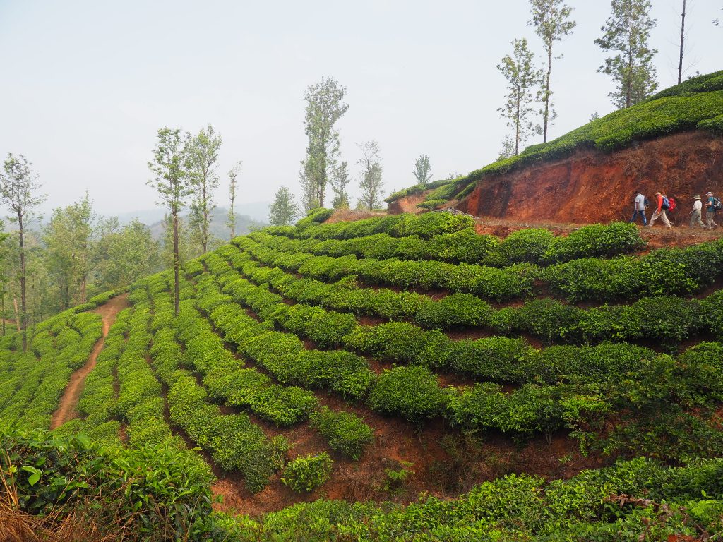 Tea garden walk, Wayanad
