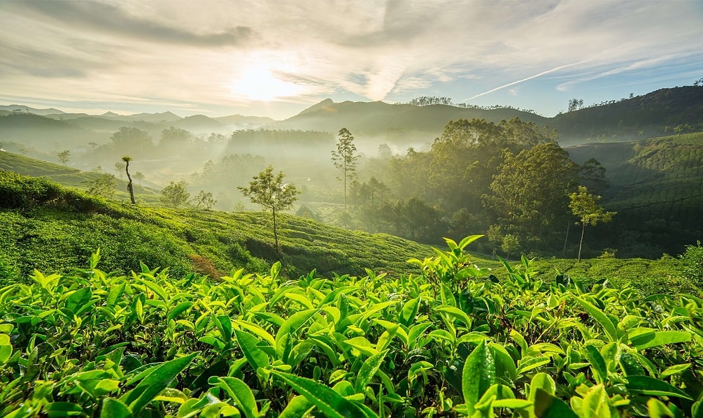 Munnar Tea Plantation Walking Trails