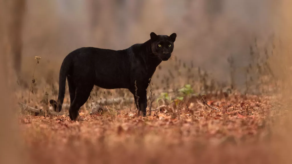 Black Panther in Kabini Forest of India