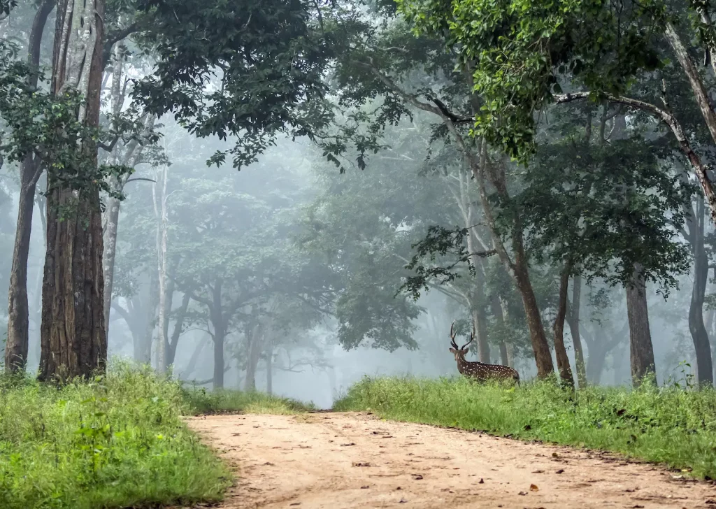 Nagarhole National Park