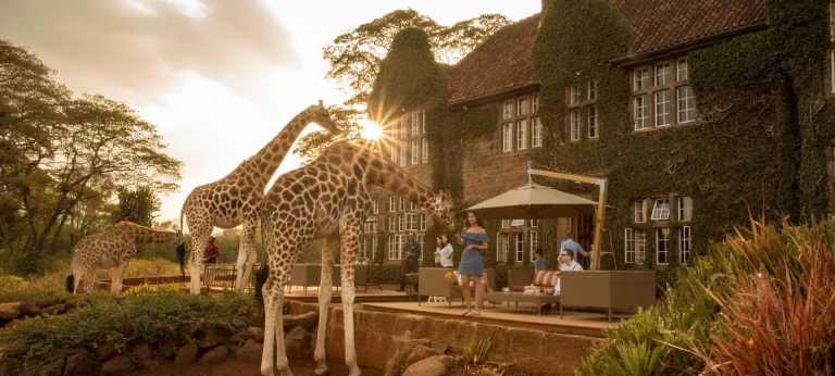 nairobi kenya safari giraffe manor interaction 768x346
