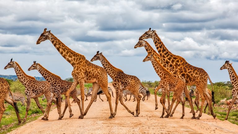 Wildlife Africa Giraffe 768x432