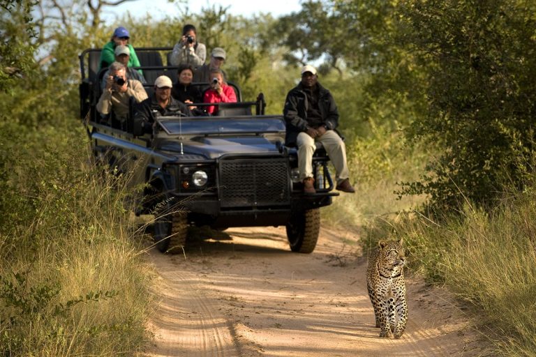 South Africa leopard lion sands 768x512