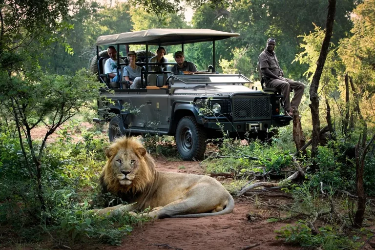 South Africa lion madikwe 768x512