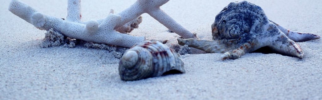 Lakshadweep Marine Life