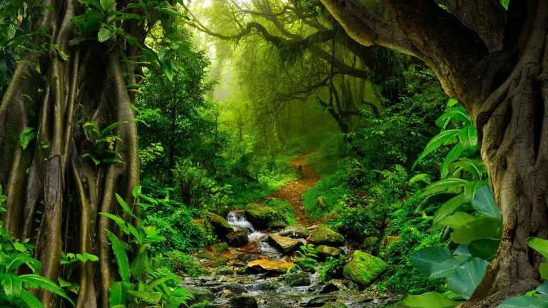Amazon Rainforest Brazil 768x432