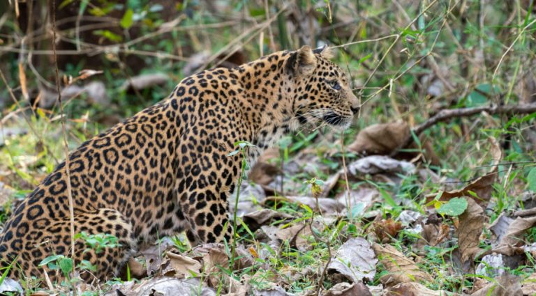 Bandipura Safari Lodge Jungle Lodges in Bandipur 9 768x425