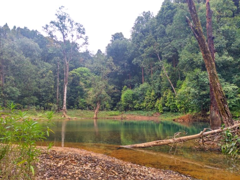 Bhagavathi Nature Camp Jungle Lodges in Chikmagalur 1 768x576