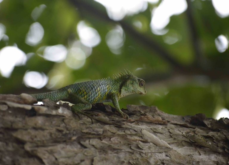 Dubare Elephant Camp Jungle Lodges 14 768x554