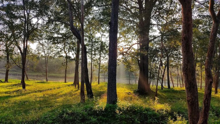 Kabini River Lodge Jungle Lodges 14 768x432