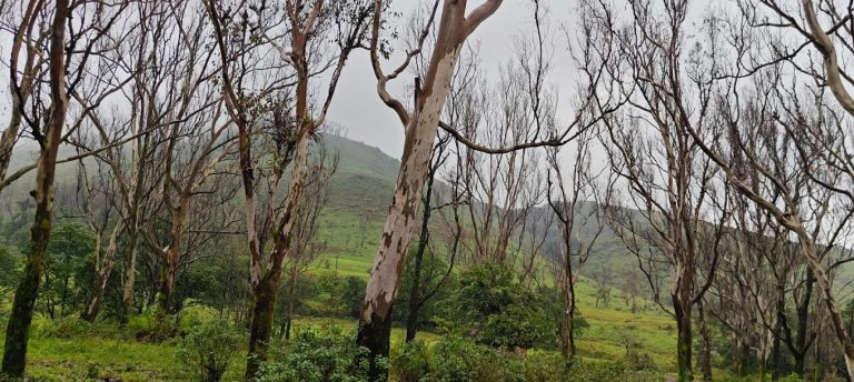 Kemmannugundi Hill Resort Jungle Lodges 16 768x344