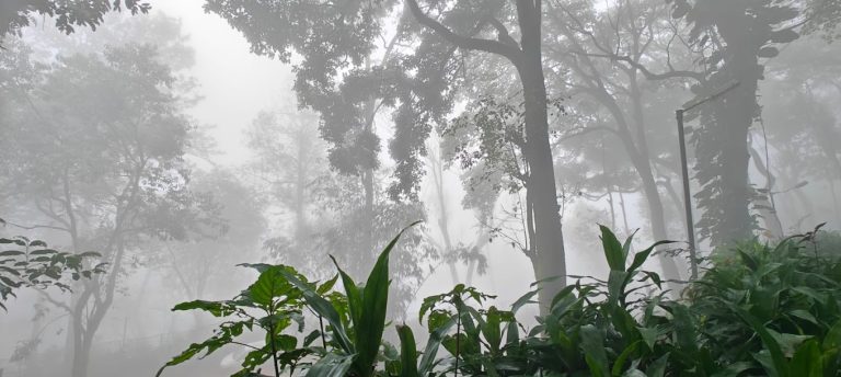 Kemmannugundi Hill Resort Jungle Lodges 17 768x344