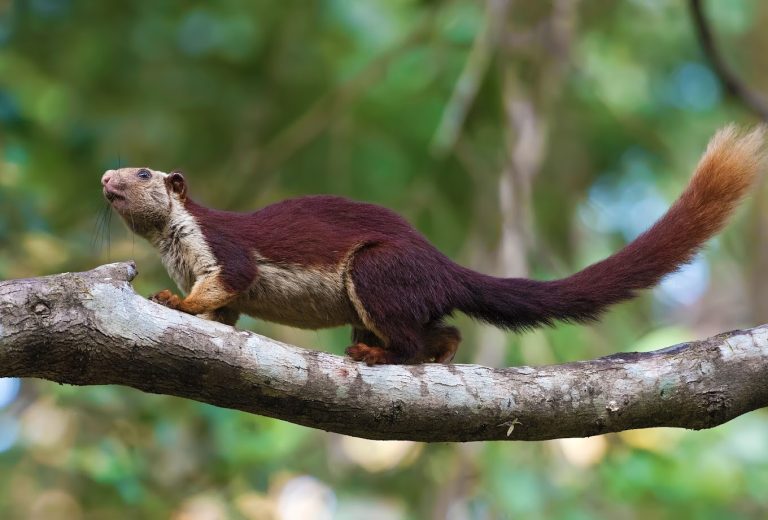 Old Magazine House Resort Jungle Lodges in Dandeli 11 768x520