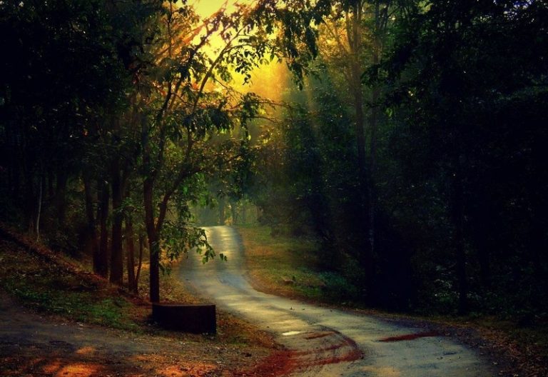 Old Magazine House Resort Jungle Lodges in Dandeli 3 768x528