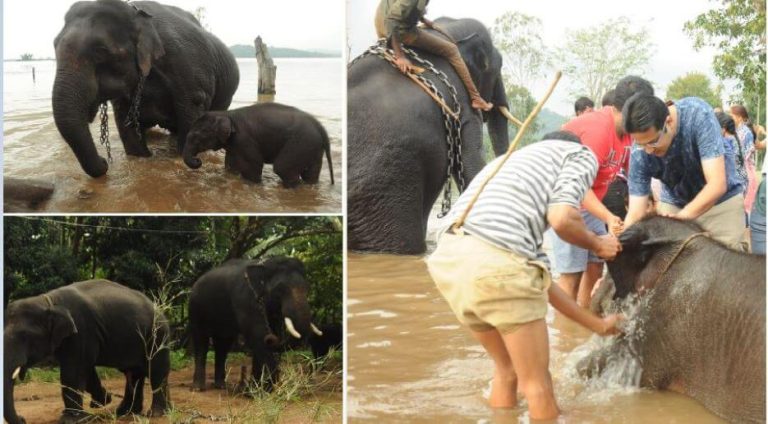 Sakrebyle Elephant Camp Jungle Lodges and Resorts 15 768x424