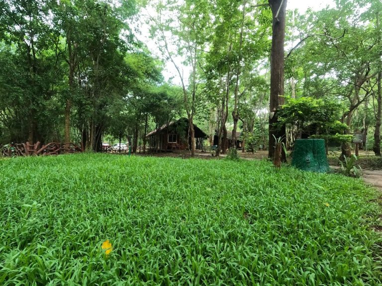 Sakrebyle Elephant Camp Jungle Lodges and Resorts 17 768x576
