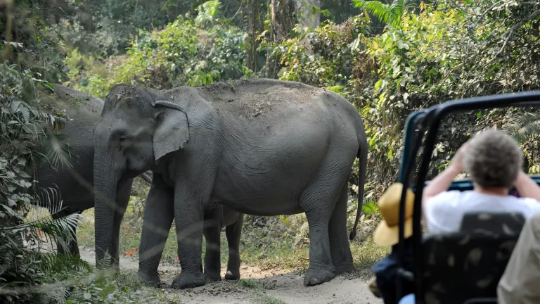 Shillong and Kaziranga National Park Tour Package 3 768x432