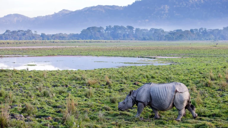 Shillong and Kaziranga National Park Tour Package 4 768x432