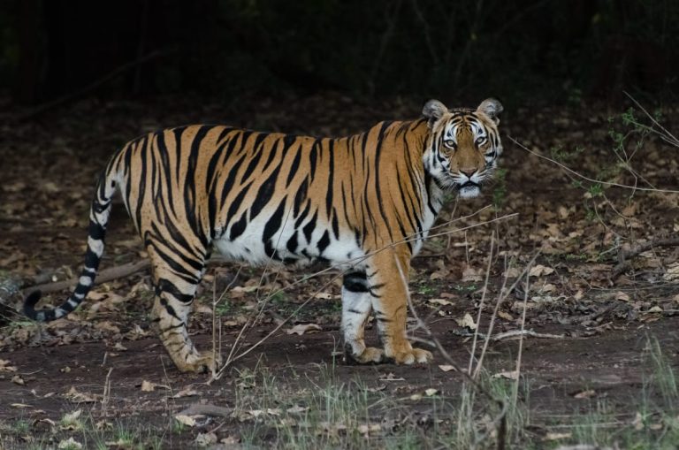 The River Tern Lodge Jungle Lodges Chikmagalur 11 768x509