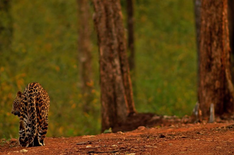 The River Tern Lodge Jungle Lodges Chikmagalur 15 768x509
