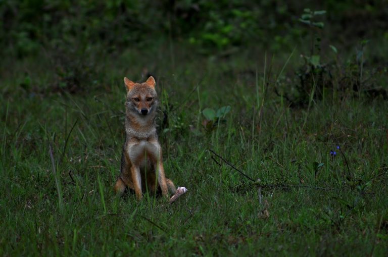 The River Tern Lodge Jungle Lodges Chikmagalur 16 768x509