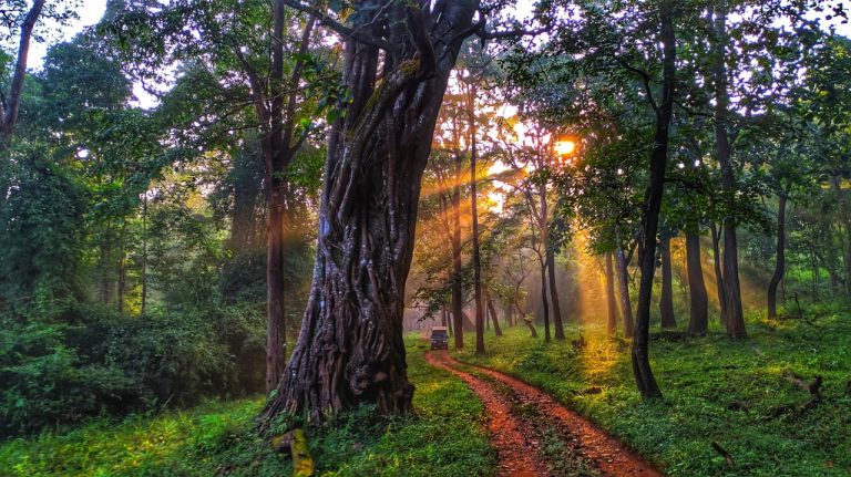 The River Tern Lodge Jungle Lodges Chikmagalur 20 768x431