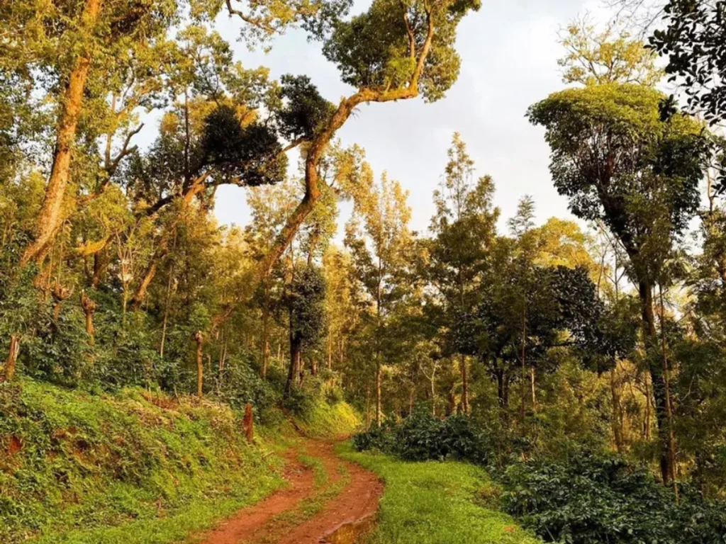 Coffee Eco-Tourism in Karnataka