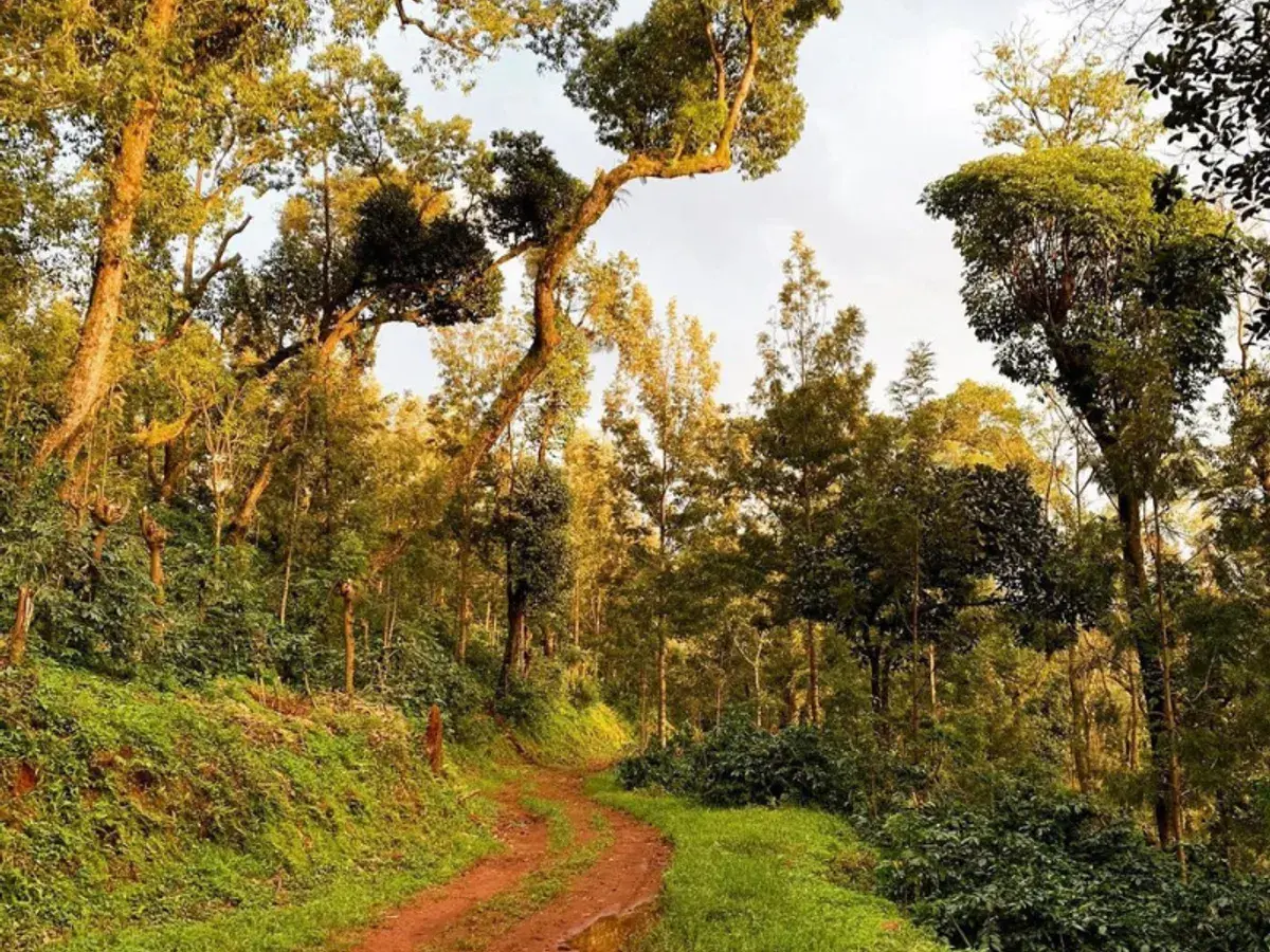 Coffee Eco-Tourism in Karnataka