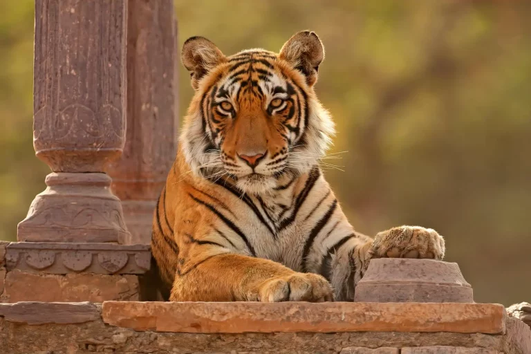 Golden Triangle Tour With Ranthambore and Varanasi 2 768x512