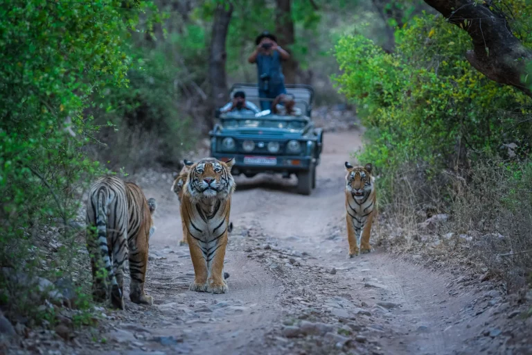 Majestic India Golden Triangle Tour with wildlife 768x512