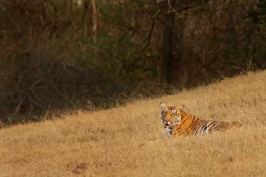 Wildlife Tourism in Karnataka: Exploring the Wild Heart of South India