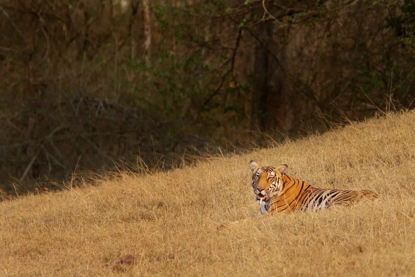 Wildlife Tourism in Karnataka