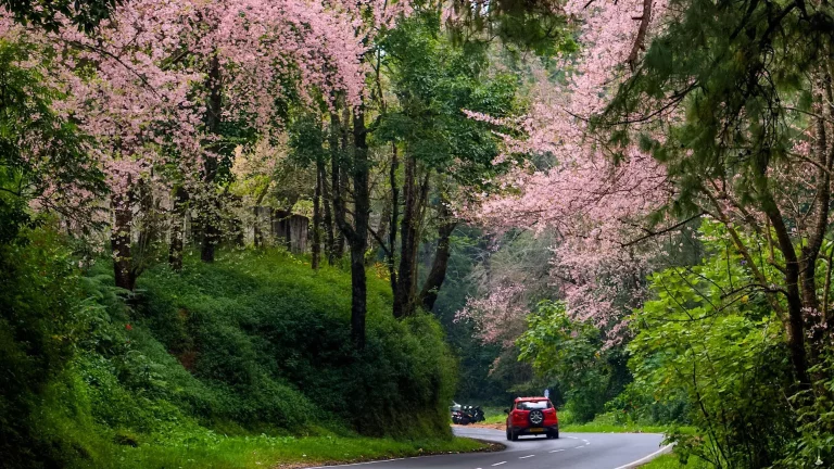 Shillong cherry blossom meghalaya 768x432