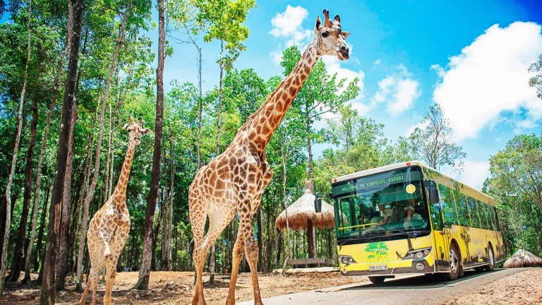 Vietnam Package Tour A Journey Through Culture Nature 8 768x432