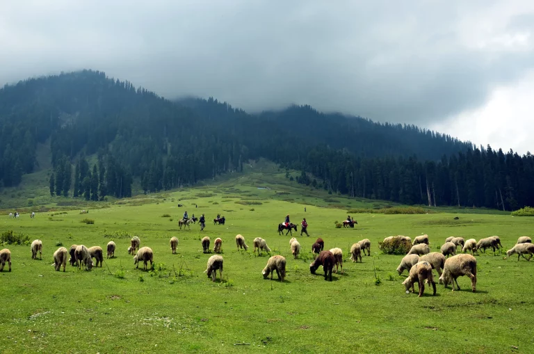 Kashmir Package Tour 5 Night and 6 Days 1 768x509