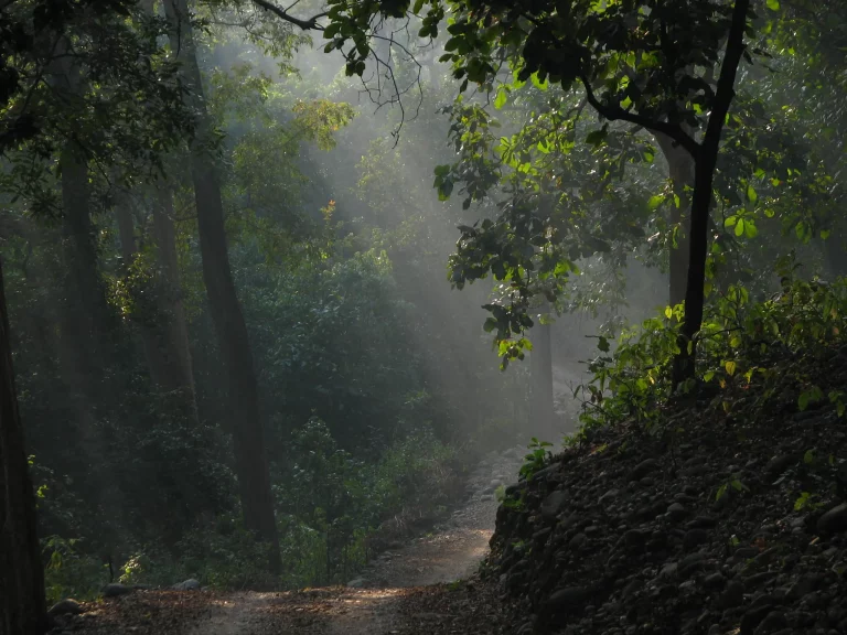 Eco Nature Discovery Camp Jim Corbett National Park 11 768x576
