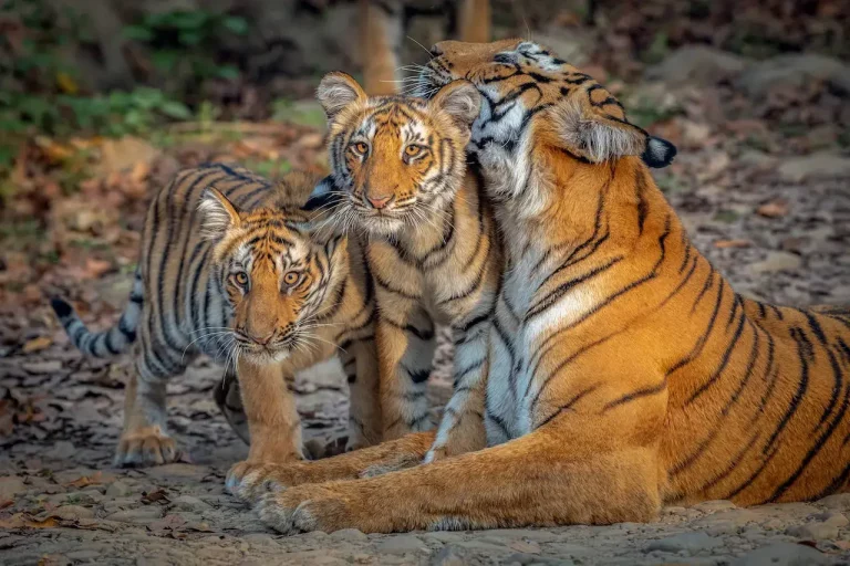 Eco Nature Discovery Camp Jim Corbett National Park 2 768x512
