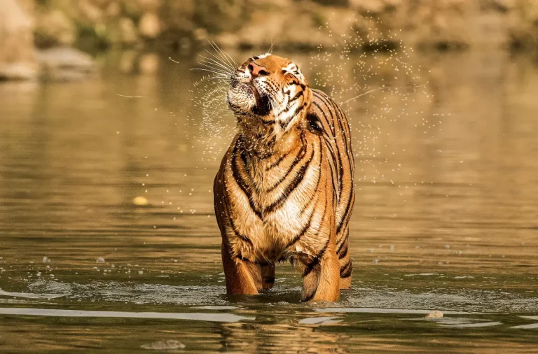 Eco Nature Discovery Camp Jim Corbett National Park 3 768x506