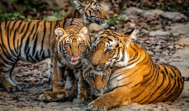 Eco Nature Discovery Camp Jim Corbett National Park 4 768x453